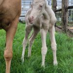 WhatsApp Bild 2025-06-04 um 20.15.54_6a3287f4