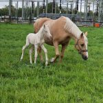 WhatsApp Bild 2025-06-04 um 20.15.54_8e6b484d