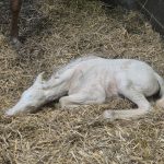 WhatsApp Bild 2025-06-04 um 20.15.55_5f07ebc2