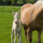 WhatsApp Bild 2025-06-04 um 20.15.56_9b897992