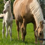 WhatsApp Bild 2025-06-04 um 20.15.56_bd057d76