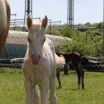 WhatsApp Bild 2025-06-04 um 20.15.56_ff163c1a