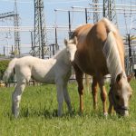 WhatsApp Bild 2025-06-04 um 20.15.58_613770ac