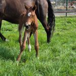 WhatsApp Bild 2025-06-04 um 20.20.47_9e785713