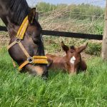 WhatsApp Bild 2025-06-04 um 20.20.48_3a467e25