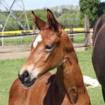 WhatsApp Bild 2025-06-04 um 20.20.49_560a1028