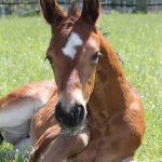 WhatsApp Bild 2025-06-04 um 20.20.50_2bd1fab9