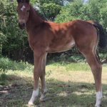 WhatsApp Bild 2025-06-04 um 20.20.51_5596766a