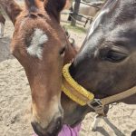 WhatsApp Bild 2025-06-04 um 20.20.51_fc60f592