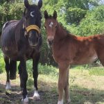 WhatsApp Bild 2025-06-04 um 20.20.52_0a0c71de