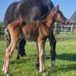 WhatsApp Bild 2025-06-04 um 20.24.00_d3abdc40