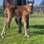 WhatsApp Bild 2025-06-04 um 20.24.01_0013dbe1