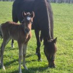 WhatsApp Bild 2025-06-04 um 20.24.01_dcc0ebcb