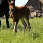 WhatsApp Bild 2025-06-04 um 20.24.02_15feb1c2