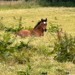 WhatsApp Bild 2025-06-04 um 20.24.02_28338776