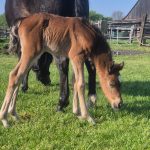 WhatsApp Bild 2025-06-04 um 20.24.04_2d0427ee