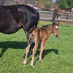 WhatsApp Bild 2025-06-04 um 20.24.04_cf519a4a